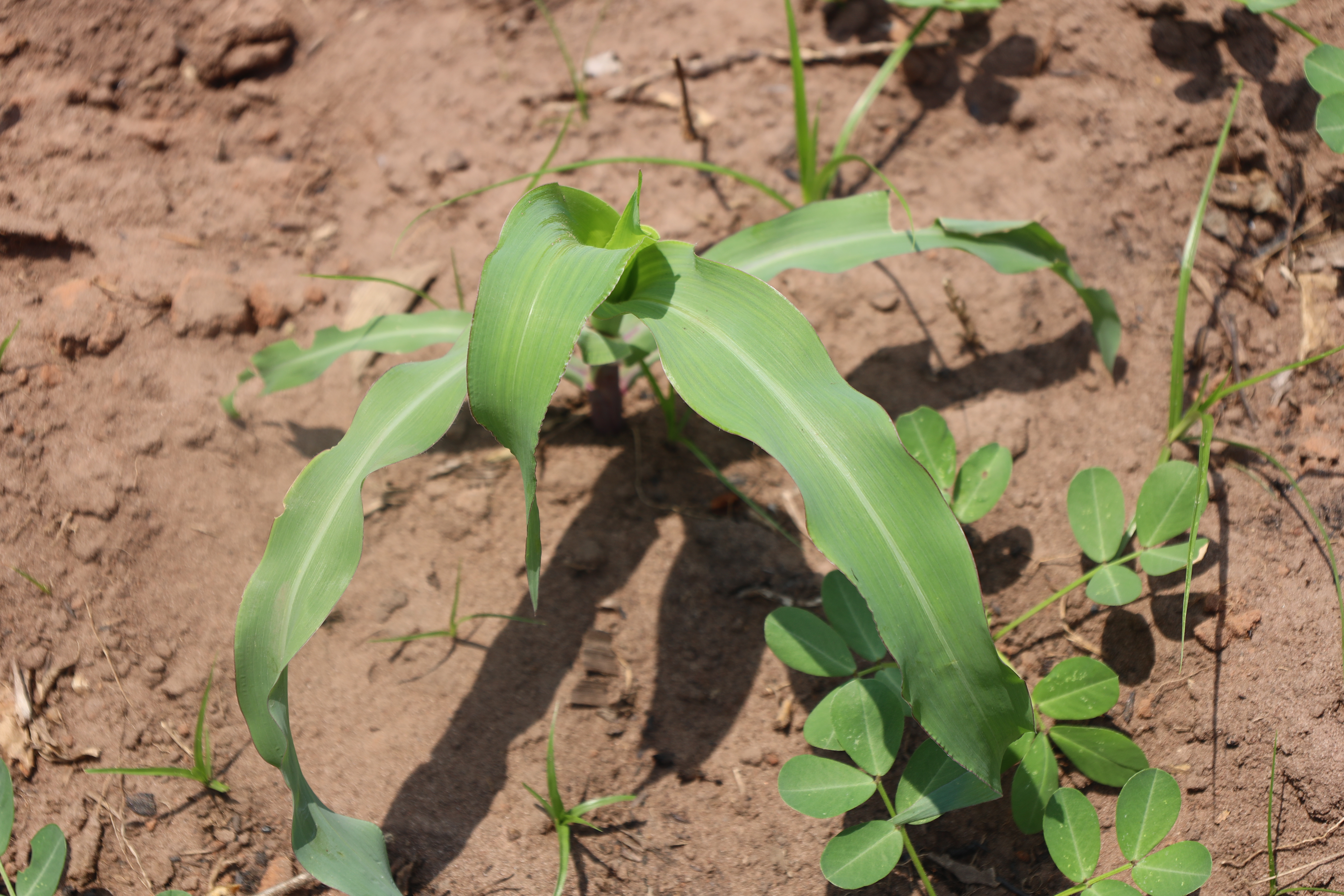 Père  Jean Mboma, S.J.: « entre ma vocation jésuite et ma passion pour le monde Agricole »  
